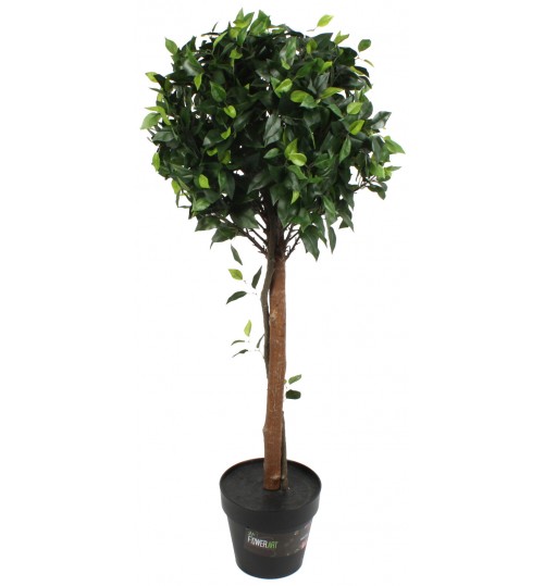 Potted Ficus Tree