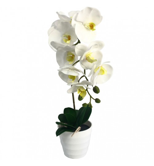 50cm Orchid Plant