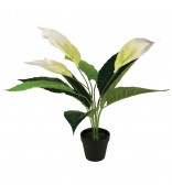 55cm Peace Lily Plant