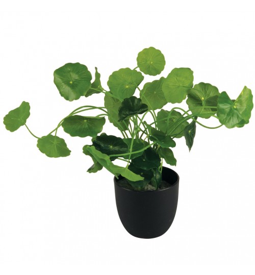 24cm Money Bag Plant