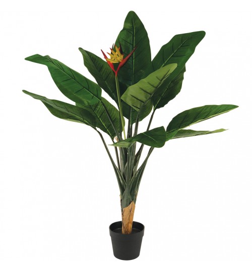 85cm Bird of Paradise Plant