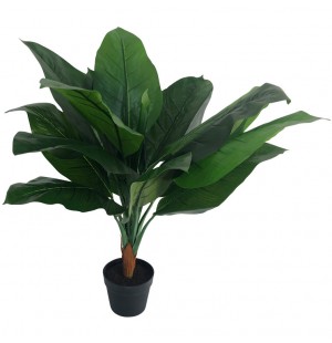 80cm Dieffenbachia Plant