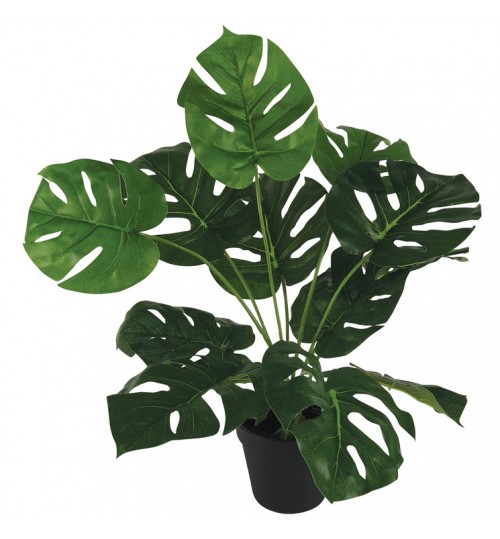 45cm Monstera Plant