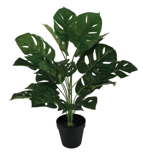 60cm Monstera Plant