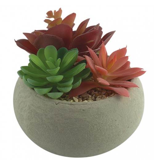 Succulent Garden with Grey Concrete Pot