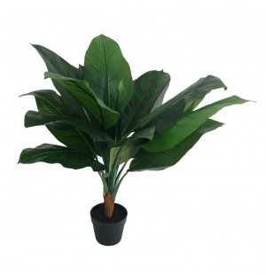 80cm Dieffenbachia in Black Pot