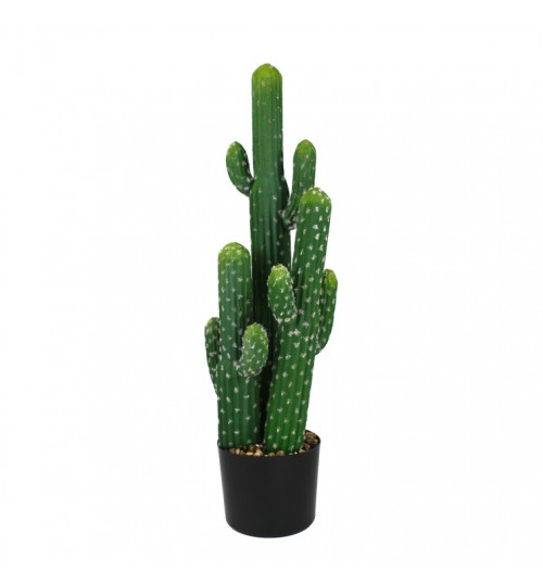 Tall Cactus with Pot