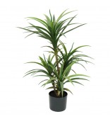 Yucca Head Plant with Pot