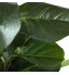 Potted Fiddle Leaf Fig Tree