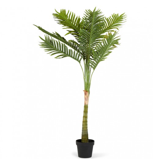 Potted Solitaire Palm