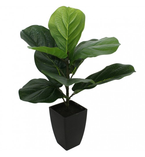 Potted Baby Fiddle Leaf Fig Plant