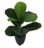 Potted Baby Fiddle Leaf Fig Plant