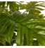 Potted Monstera Tree