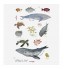 Sea Animals Pack Wall Sticker