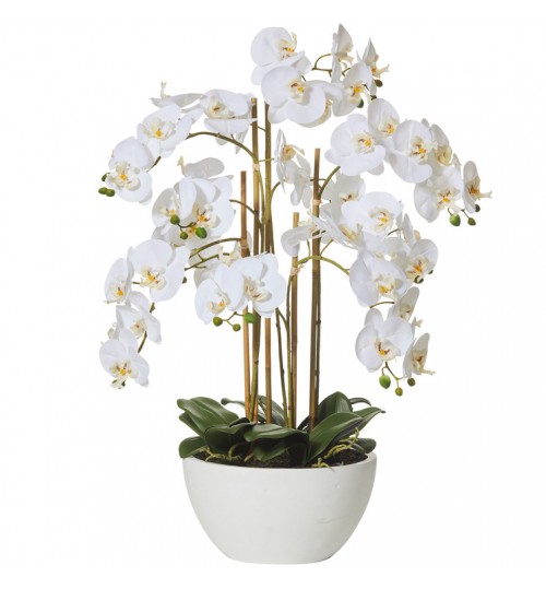 Butterfly Orchid Round Pot